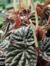 Peperomia caperata close up