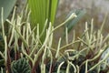 Peperomia caperata flowers