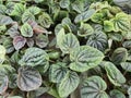 Peperomia Caperata or peperomia is a heart-shaped, thick convex green leafy shrub.