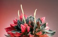 Peperomia Caperata Rosso plant over colorful red background. Growing colorful plant in a pot close up