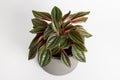 Peperomia caperata rosso plants with beautiful leaves texture isolated on white background, potted plant