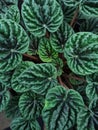 peperomia leaf detail green mature form