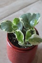 Peperomia marble 1014