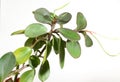 Peperomia obtusifolia-this herbaceous plant.