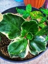 Peperomia obtusifolia L. A.Dietr. or American rubberplant