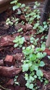 Peperomia pellucida