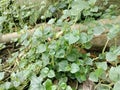 Peperomia pellucida or man to man trees Leaf. Royalty Free Stock Photo