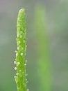 Peperomia pellucida