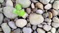 Peperomia pellucida plant grows on a collection of gravel Royalty Free Stock Photo