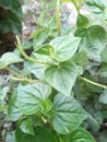 Peperomia pellucida