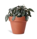 Peperomia plant in terracotta pot isolated on white. House decor