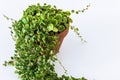 Peperomia prostrata aka `string of turtles` on a white background.