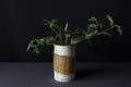 Peperomia or radiator plant in white flower pot on black background