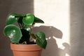 Peperomia raindrop plant on concrete wall background