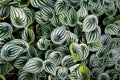 Peperomia sandersii Watermelon peperomia leaves