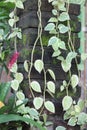 Peperomia scandens is a vining houseplant that has heart-shaped, shiny green leaves.