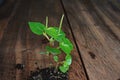 Peperomia or Shiny leave plant