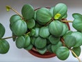 Peperomia tetraphylla `Hope` trailing houseplant