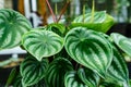 Peperomia watermelon houseplants with buds and shoots