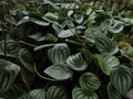 peperomia watermelon plant, great for backgrounds