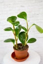 The Peperomy plant Lat. Peperomia with green leaves in a clay pot on a white wall background. Flora home indoor plants Royalty Free Stock Photo