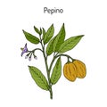 Pepino dulce, eatable and medicinal plant