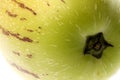Pepino Dulce (Melon Pear) Macro