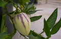 Pepino melons - Solanum muricatum Royalty Free Stock Photo