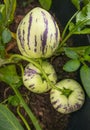 Pepino melons - Solanum muricatum Royalty Free Stock Photo