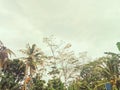 Pohon kelapa