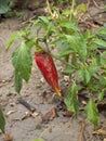 Red pepper in a haulm Royalty Free Stock Photo