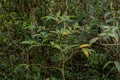 Pepper Angiosperm Plant
