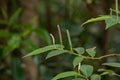 Pepper Angiosperm Plant