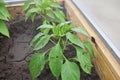 Pepper Bush in the greenhouse. Sick plant. Insects damaged the leaves Royalty Free Stock Photo