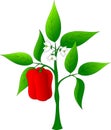 Pepper bush with ripened red pepper fruit
