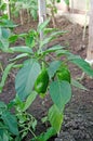 Pepper bushes with fruits. Vegetable bed