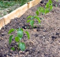 Pepper bushes grows garden bed
