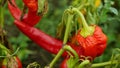 Pepper chili bio Pilipili Hoho red capsicum annuum farm ripe fresh plant plantation chile detail chillies close-up field land with Royalty Free Stock Photo