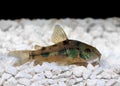 Pepper Cory Corydoras paleatus catfish Royalty Free Stock Photo