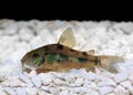 Pepper Cory Corydoras paleatus catfish