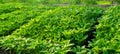 Pepper crop growing in a farm