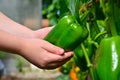 Pepper crop, woman, girl, child, man, fermer picks green pepper in the greenhouse, hands with pepper, close-up