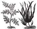 Pepper dulse, red algae or Laurencia pinnatifida left. Oarweed or Laminaria digitata right. Vintage engraving