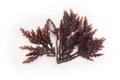 Pepper dulse red algae seaweed isolated Royalty Free Stock Photo