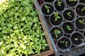 Pepper and eggplant seedlings in the containers. Young green plants in the balcony vegetable garden. Top view. Natural spring back