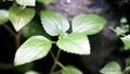 Pepper elder plant