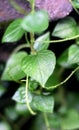 Pepper elder plant