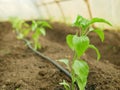 Pepper farm seedling greenhouse foil young planting bio green growing capsicum annuum jalapeno grow fresh plant Royalty Free Stock Photo