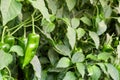 Pepper farming has growth of bell pepper plants inside a greenhouse farmer harvesting agricultural