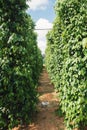 Pepper field at Phu Quoc, Viet Nam, group of pepper plant in green, this farm product is export product from Vietnam to Asia, veg